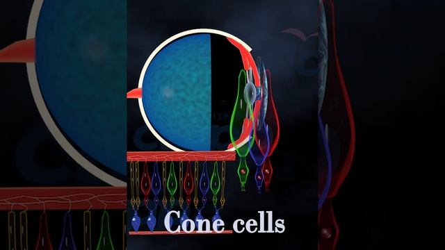 Human Eye  cone cell