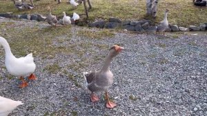 Оленья ферма.