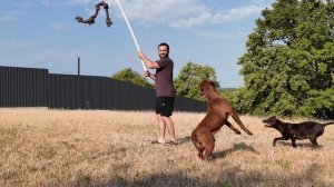 Утренняя атмосфера с бандой питбулей. Муса и Багира занимаются на удочку. Щенки питбуля