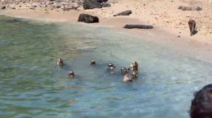 НА МЕНЯ НАПАЛИ ОБЕЗЬЯНЫ НА ОСТРОВЕ / ПАТТАЙЯ ТАИЛАНД