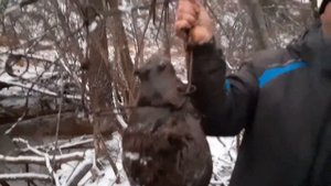 Охота на бобра 2020 Бобр пойман