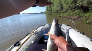 Ктож знал что она на самом меляке! Рыбалка на реке Чарыш