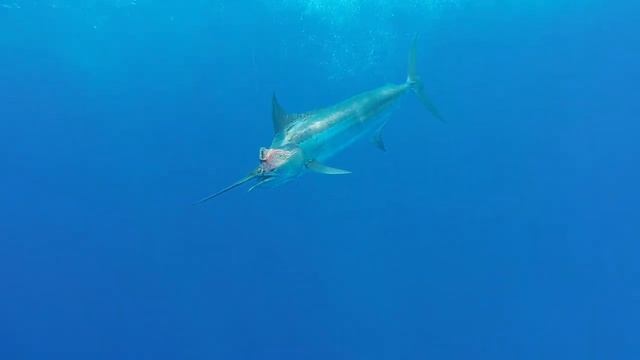 Fishing trolling Rodrigues - Rod Fishing Club - Mauritius - Indian Ocean смотреть онлайн