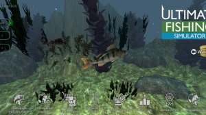 СЛОВИЛ АМУРА НА 15КГ! Пришлось отпустить( ultimate fishing simulator