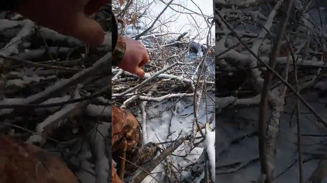 Проверка капканов на бобра смотреть онлайн