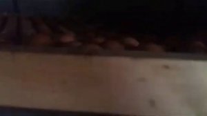 Заложили инкубатор на 1000 яиц,и вот что из этого вышло...