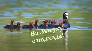 лысуха с выводком