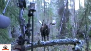 VIEW ALL! moose hunting.СМОТРЕТЬ ВСЕМ! Охота на лося с луком