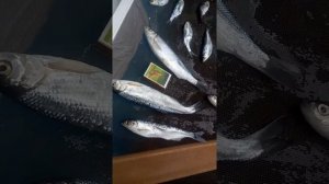 Улов на реке Кальчик в Мариуполе.