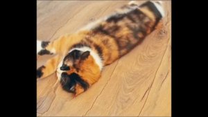 КУКИ ПРОСТИ ! - СКУКОЖИЛ КОШКУ из SlivkiShow - сливки шоу жмых эффект