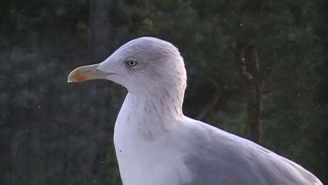 ***** ventspils birds домашняя чайка *****