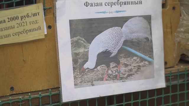 Ярмарка - Выставка породной Птицы ,голубей и кроликов в Орле Видео ОРИГИНАЛ