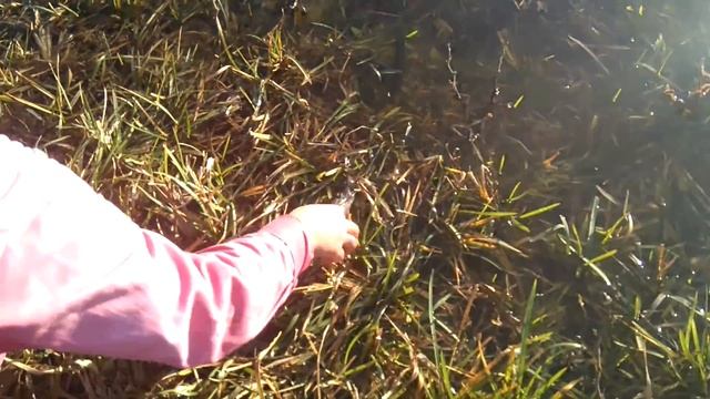 Килия. Окунь на живца) смотреть онлайн