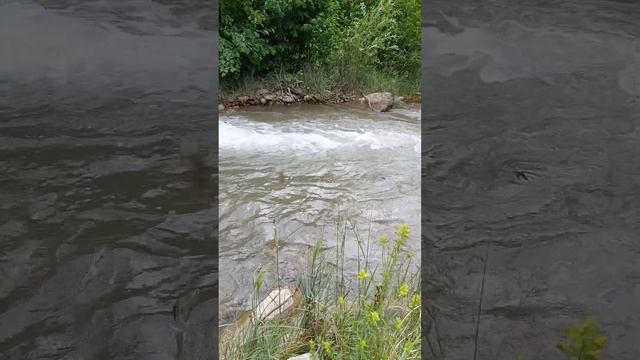 #fishing #экскурсия #рыбалка #горы #природа #поход #travel #trout # форель смотреть онлайн