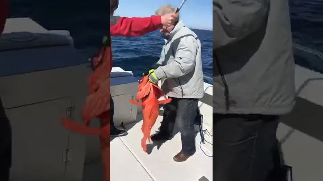 Красный окунь клюнул