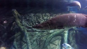 Океанариум в ТРЦ РИО 3 часть