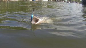 Salmo Rattlin Hornet