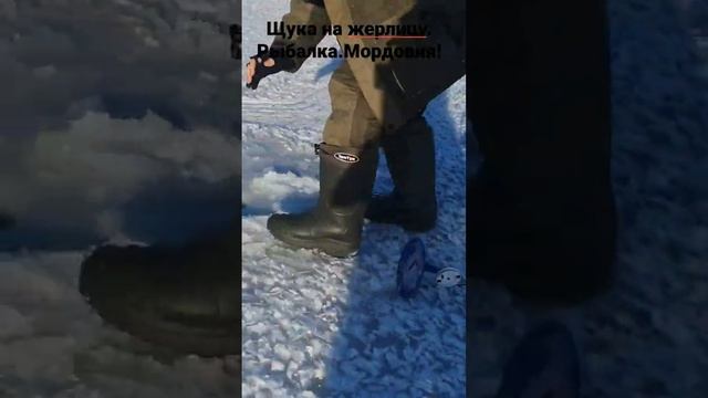 Бешеный клев ЩУКИ на жерлицу!!! Мордовия-2022(декабрь). Температура -25 С° #fish #fishing #щукарь смотреть онлайн