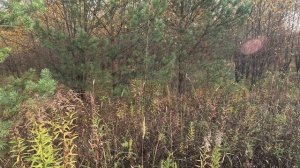 Чика и Амик по вальдшнепу 06-10-2024