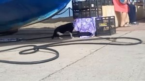 Кошка ворует рыбу у рыбаков.