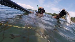 Подводная Охота на Лобана 2024, Японское море, Лобан, Сарган, Пеленгас.