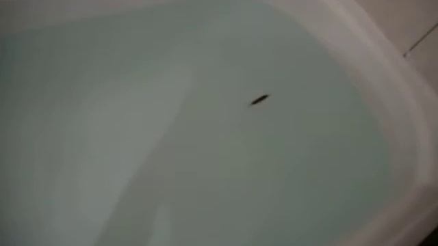 Воблер "лжехардкор" после переделки смотреть онлайн