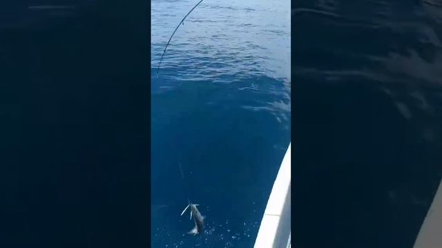 Barracuda strike #jigging #fishing