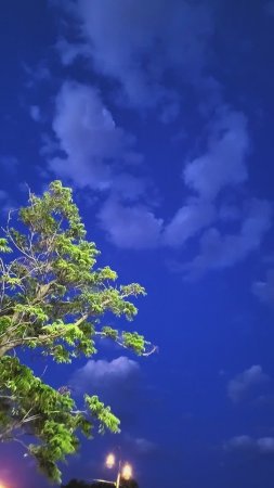 Whitewildbear - Bright #new #2024 #music #chillout #movie #love #shorts
