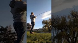 Keitech Swing Impact FAT 6.8" Swimbait - Watch my rod tip.. Denali Rods - Revo Beast