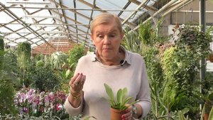 Папоротник Асплениум Нидус. Костенец сколопендровый