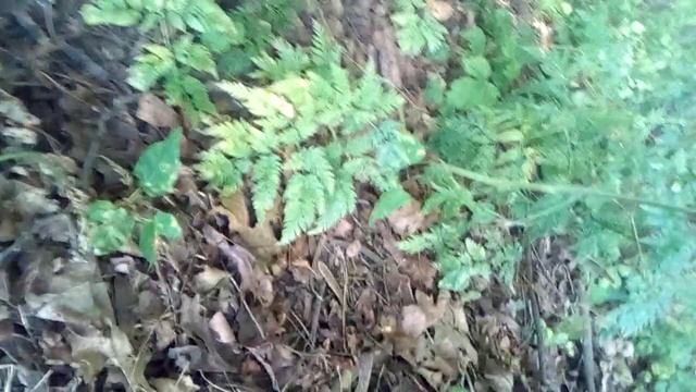 Поездка за деревню на поляну на шурф смотреть онлайн