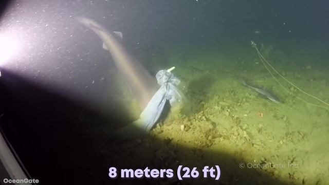 15 BIGGEST Sharks in History смотреть онлайн