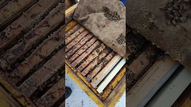 спасаем пчелосемью, пчёлы без матки в феврале. смотреть онлайн