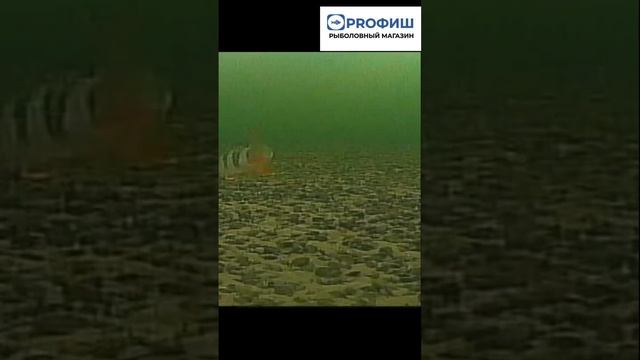 Мир под водой #девушкарыбак #пермь