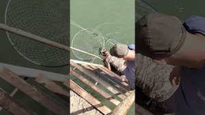 Поймали Амура на 22,800 на реке Кубань.