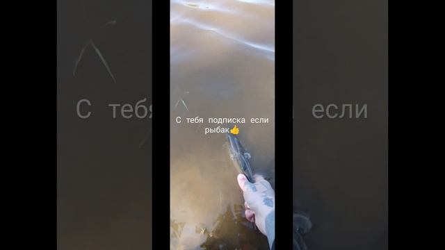 Отпускаю крупного язя. Рыбалка в Тюмени. #рыбалка #фидер #feeder #fishing #тюменьрыбалка #донка