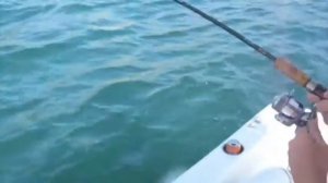 Boy catches nice SEABASS on light tackle - TomsCatch.com