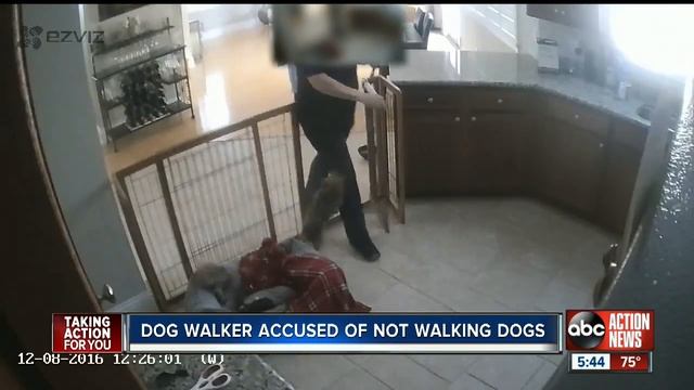 Family says dog walker didn't walk dogs смотреть онлайн