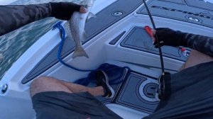 Shimano poison ultima at arroyo city