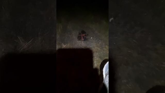 Охота на кабана.Мужчины охотники- вы самые клевые! Жёнам охотников Посвящается!