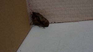 Личинка цикады