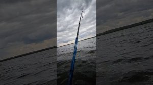 Рыбалка в нововоронеже на атомной АЭС. Ловля телапии.