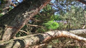 Роеловство. Пчеловодство. Три бродячих роя опять залетели в ловушки.Разгар роеловного сезона. #рои