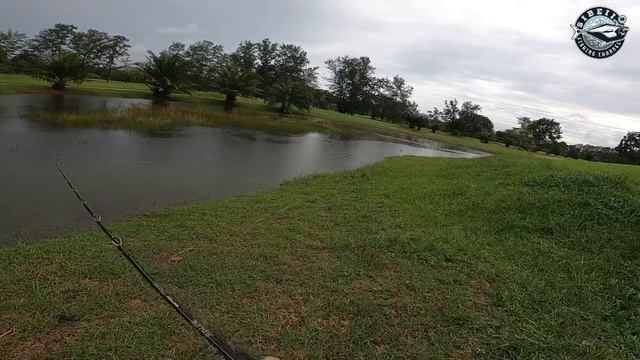 TOMAN FRENZY CASTING TOMAN | HARUAN PORT LARANGAN ‼️‼️‼️ #Sibeii #Shimano #Daiwa #Bone #MajorCraft смотреть онлайн