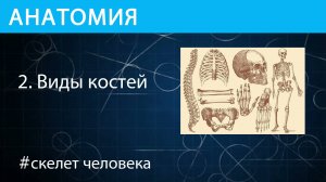 Анатомия: виды костей скелета человека