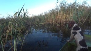 открытие охоты на утку 2024