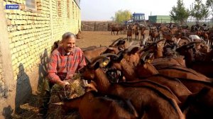 Топ-5 опасных инфекций, которыми можно заразиться от животных