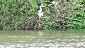 Рыбалка на донки. Ловля крупного леща. Лещ на донки КРОКОДИЛ. Первый и сразу КРУПНЫЙ