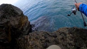 შავი ზღვის კარჩხანა. favorite black swan