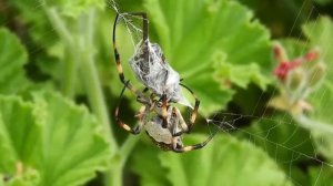 Why Do Spiders Spin Webs? | How They Consider Vibration of their Webs! | Vivid Insight